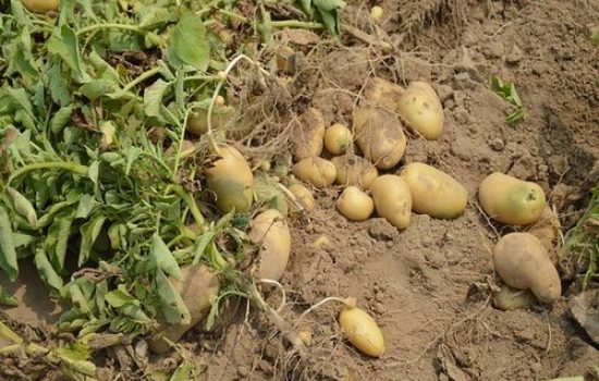 images_agrosfera_agroteme_krompir