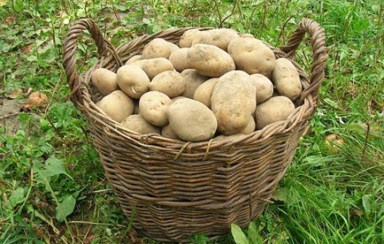 images_agrosfera_agroteme_krompir_u_kosari