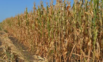 images_agrosfera_agroteme_kukuruy_susa_na_njivi