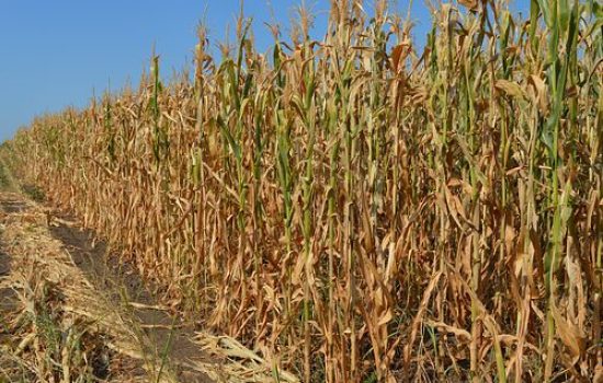 images_agrosfera_agroteme_kukuruy_susa_na_njivi