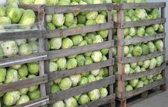 images_agrosfera_agroteme_kupus_palete