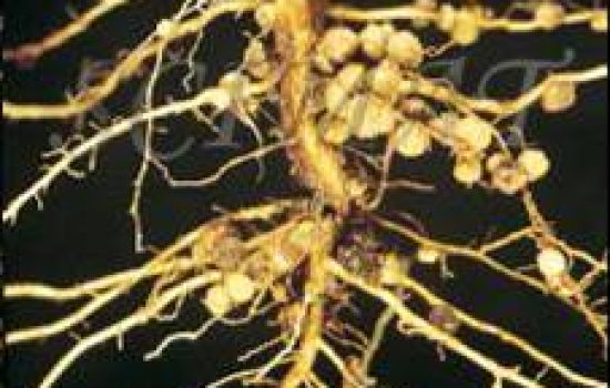 images_agrosfera_agroteme_kvrzice