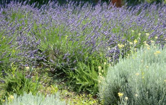 lavanda i smilje