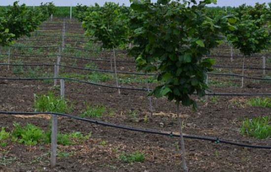 images_agrosfera_agroteme_lesnik