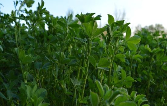 lucerka