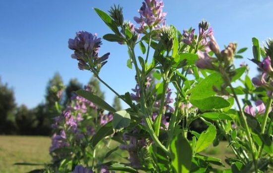 lucerka cvet krupno