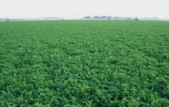 lucerka agroservis 1