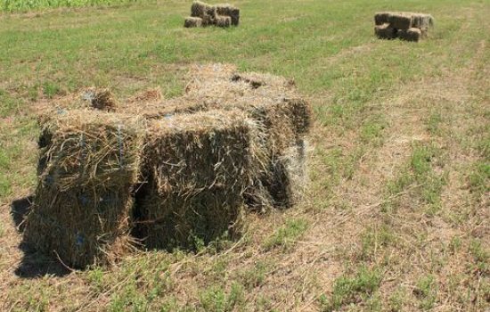 lucerka bale