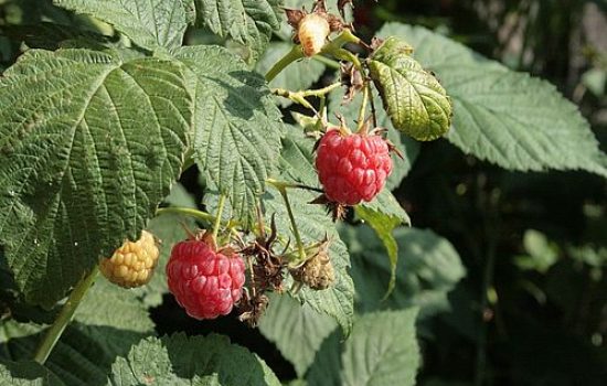 maline