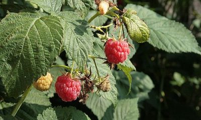 images_agrosfera_agroteme_maline
