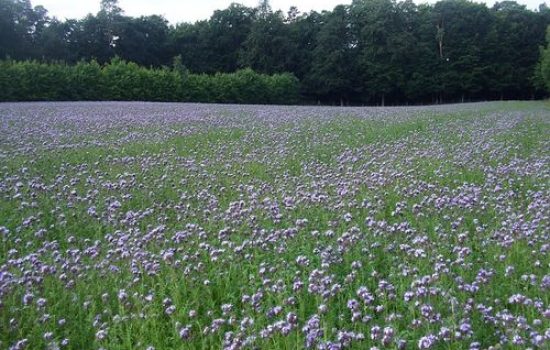meadow-446758 640