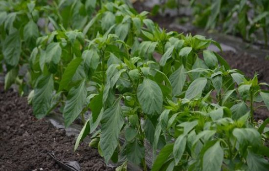 mlada paprika