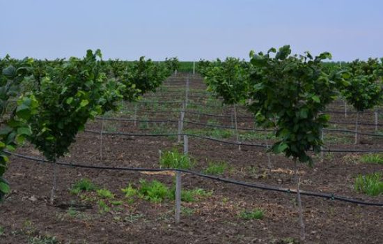 images_agrosfera_agroteme_mladi_vocnjak_lesnika