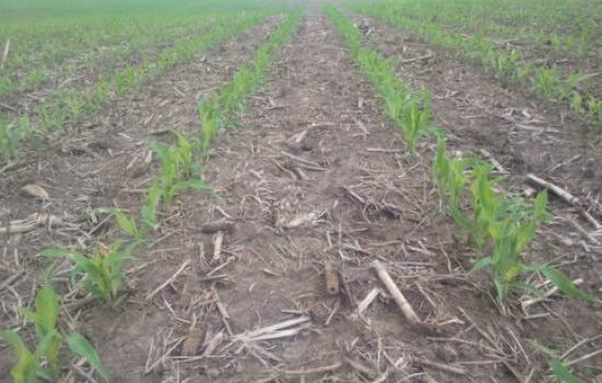 no-till