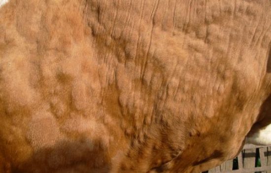 nodularni dermatitis krava