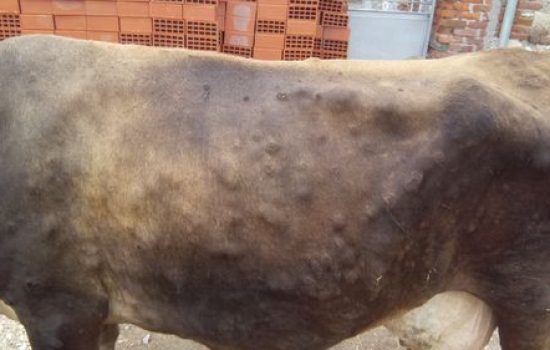 nodularni dermatitis krava 3