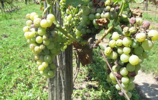osteceni grozdovi