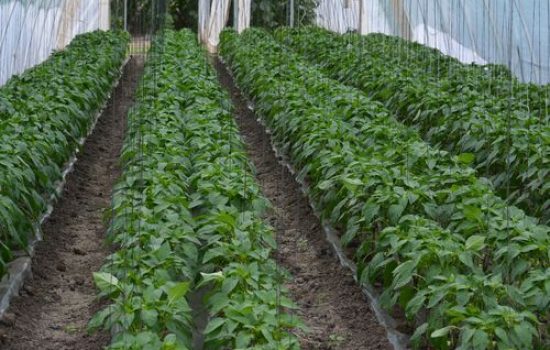 paprika u plasteniku redovi