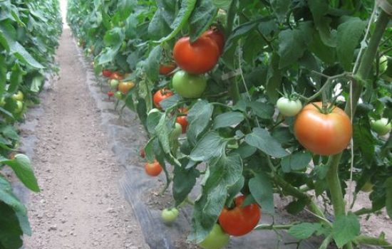 images_agrosfera_agroteme_paradajz_plastenik_pred_berbu