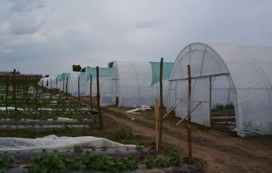 images_agrosfera_agroteme_plastenici