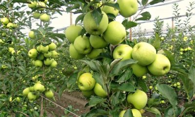 images_agrosfera_agroteme_plodovi_jabuke_na_drvetu