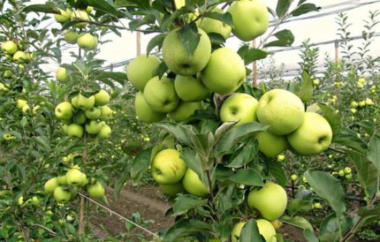 images_agrosfera_agroteme_plodovi_jabuke_na_drvetu