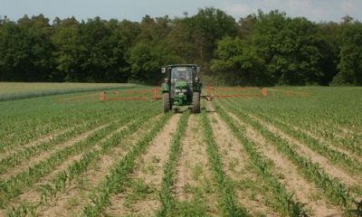 images_agrosfera_agroteme_prskalica_u_mladom_kukuruzu