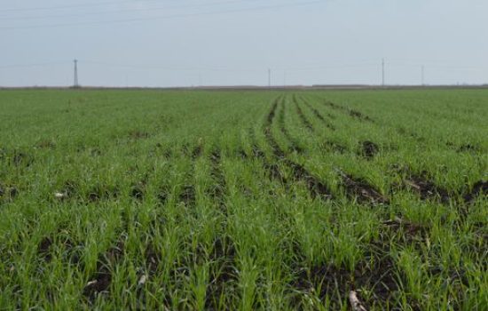 psenica mlada zelena