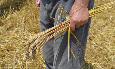 images_agrosfera_agroteme_psenica_u_ruci_paoraa