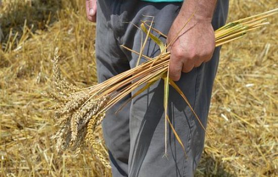 images_agrosfera_agroteme_psenica_u_ruci_paoraa