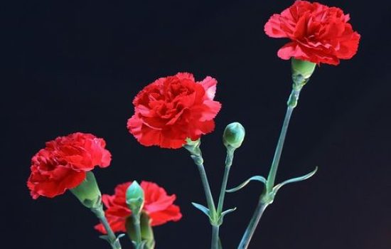 red-carnations-72691 640