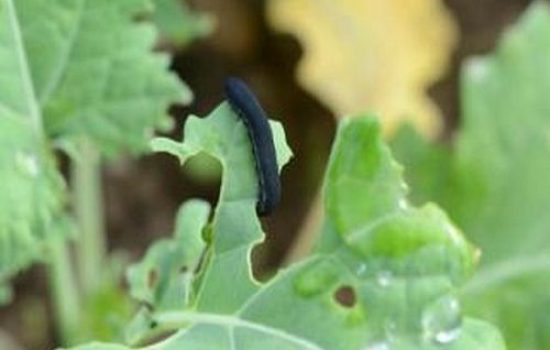 repicina lisna osa pagusenica