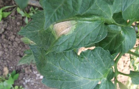 simptomi Alternaria solani na listu