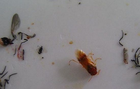 sljivina osa