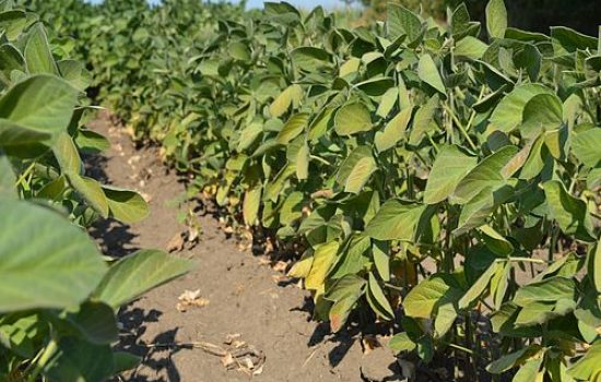images_agrosfera_agroteme_soja_jul