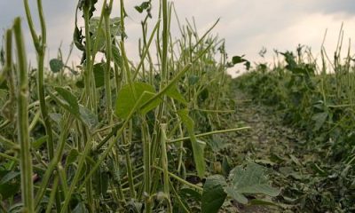 images_agrosfera_agroteme_soja_nakon_grada_2