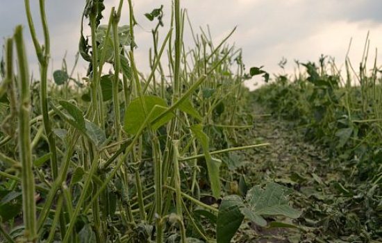 images_agrosfera_agroteme_soja_nakon_grada_2