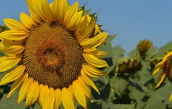 suncokret i pcela