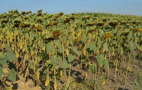 images_agrosfera_agroteme_suncokrett