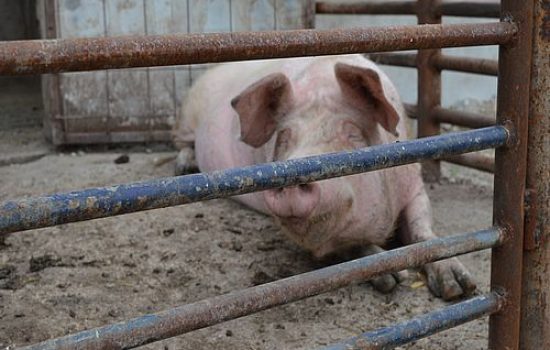 images_agrosfera_agroteme_svinja_2015