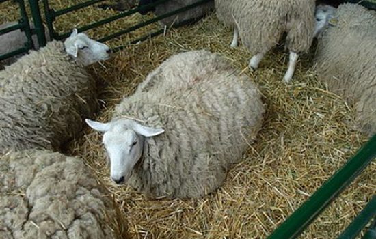 texel