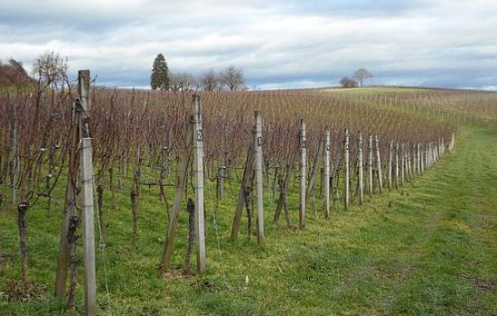 images_agrosfera_agroteme_vinograd_rano_prolece