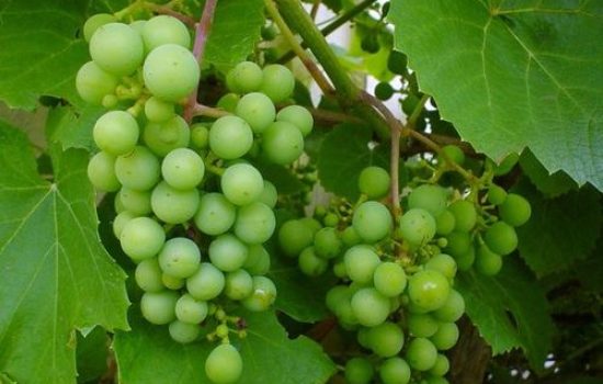 vinova-loza-grozdje-vitis-vinifera