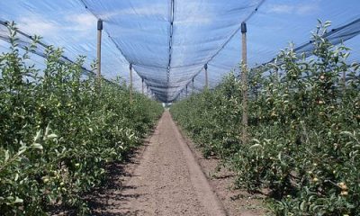images_agrosfera_agroteme_vocnjak_Lukicevo
