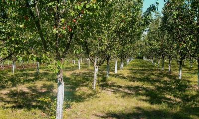 images_agrosfera_agroteme_vocnjak_kajsija