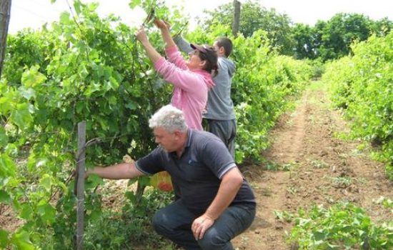 zelena rezidba vinove loze
