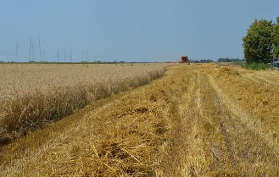 zetva psenice strniste
