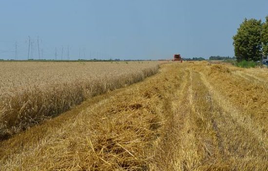 images_agrosfera_agroteme_zetva_psenice_strniste