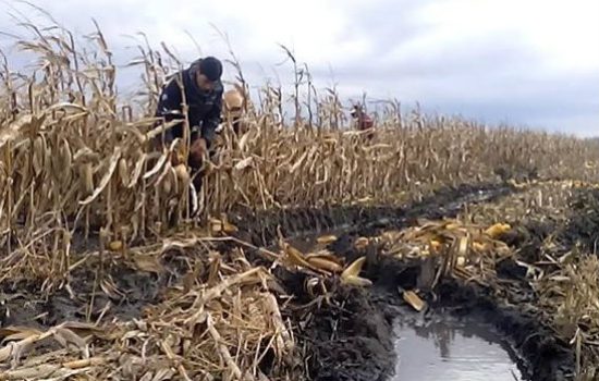 Berba kukuruza u novembru Foto Info-Centar Žitište
