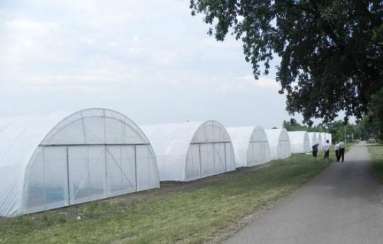 Plastenici u Zrenjaninu